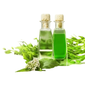 alt="Organicsbyjumira - Green Tea Essential Oil for Skincare Formulation"