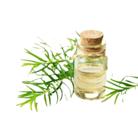 "Tea Tree Essential Oil in Skincare Formulation - Explore the benefits at Organicsbyjumira. #TeaTreeEssentialOil #Skincare #Organicsbyjumira"